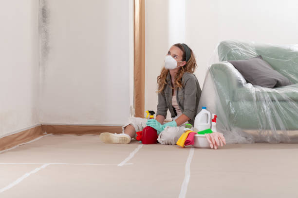 Reliable Black Mold Remediation contractor in Glendale Heights, IL by Mold Remediation HQ